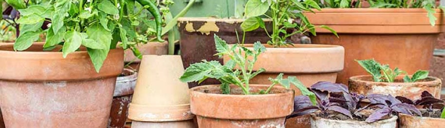 Container Vegetables