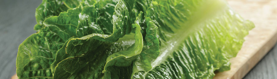 Fast Growing Vegetables